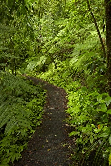 Hunua Falls Loop Track, Hunua Rabges, Auckland, North Island, New Zealand