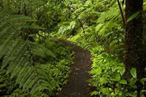 Images Dated 27th March 2015: Hunua Falls Loop Track, Hunua Rabges, Auckland, North Island, New Zealand