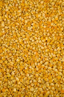 Husked corn kernels for sale in market, Cuenca, Ecuador, South America