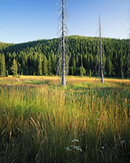 Images Dated 27th January 2004: HUSTON PARK WILDERNESS, WYOMING. USA. Snags & grasses in wet meadow below forested slopes