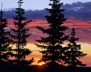 Spruce Prints: HUSTON PARK WILDERNESS, WYOMING. USA. Spruce trees on the Continental Divide at sunrise
