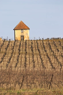 Images Dated 11th February 2007: A hut called such as is called Gabinele. Domaine Mas Gabinele. Faugeres. Languedoc