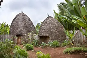 Images Dated 5th February 2010: Huts of the Dorze people in the Guge Mountains of Ethiopia with groves of cooking banana