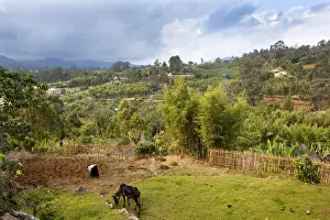 Huts of the Dorze people in the Guge Mountains of Ethiopia with groves of cooking banana, enset