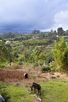Huts of the Dorze people in the Guge Mountains of Ethiopia with groves of cooking banana, enset
