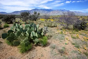Cholla Prints: Hwy 191 Arizona: Pinaleno Mountains seen across the desert along Highway 191, with