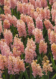 Blooms Prints: Hyacinth in bloom