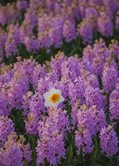 Images Dated 10th April 2011: Hyacinth flower fields in famous Lisse, Holland