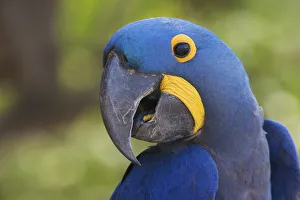 Hyacinth Macaw