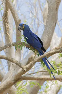 Ken Archer Prints: Hyacinth Macaw