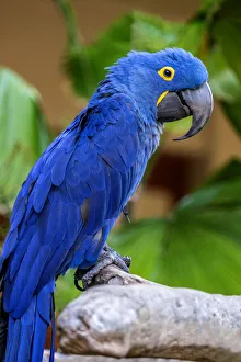Captivity Prints: Hyacinth Macaw