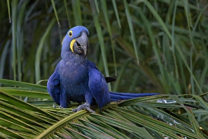 Mato Grosso Prints: Hyacinth macaw, Mato Grosso, Pantanal, Brazil, South America