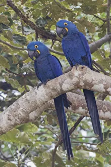 Images Dated 29th September 2017: Hyacinth Macaw pair