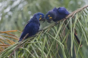 Macaw Prints: Hyacinth Macaw pair