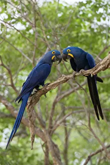 Mato Grosso Prints: Two Hyacinth macaws, Anodorhynchus hyacinthinus