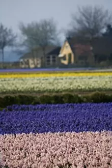 Images Dated 12th April 2007: Hyacinth and tulip fields, The Netherlands