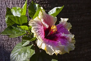 Prints of Hybiscus Flower, California Images Dated 2018 June: Hybiscus Flower, California