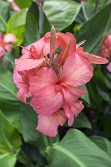 Images Dated 13th May 2015: Hybrid Cana Lily, USA