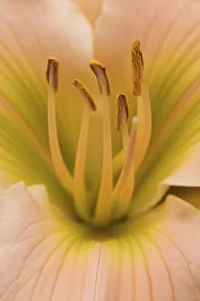 Images Dated 24th June 2004: Hybrid Daylily, Hemerocallis spp