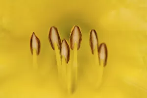 Images Dated 9th June 2004: Hybrid daylily stamen, consisting of anthers and filaments, Louisville, Kentucky