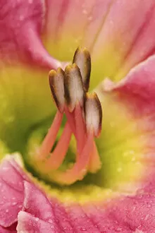 Images Dated 9th June 2004: Hybrid daylily stamen, consisting of anthers and filaments, Louisville, Kentucky