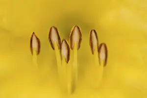 Images Dated 9th June 2004: Hybrid daylily stamen, consisting of anthers and filaments, Louisville, Kentucky