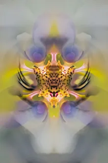 Orchid Prints: Hybrid Orchid. Selby Gardens, Sarasota, Florida