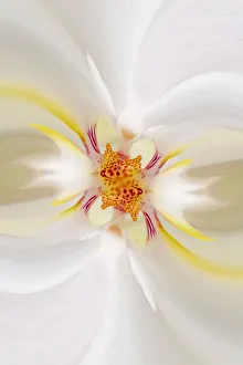 Images Dated 4th April 2022: Hybrid Orchid. Selby Gardens, Sarasota, Florida