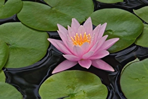 Louisville Prints: Hybrid water lily, Louisville, Kentucky. Nympheaceae spp