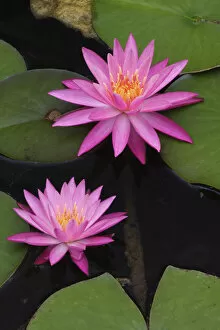 Hybrid Water Lily, Louisville, KY