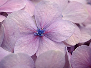 Images Dated 7th April 2011: Hydrangea