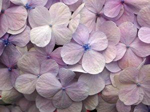 Images Dated 7th April 2011: Hydrangea