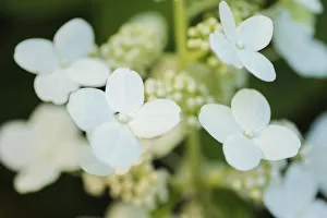 Images Dated 25th June 2019: Hydrangea bloom