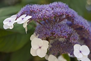 Chinatown Prints: Hydrangea bloom at Dr. Sun Yat-Sen Chinese garden, Chinatown, Vancouver, British Columbia
