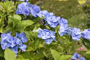 Deciduous Prints: Hydrangea growing in the gardens of Dunvegan Castle in northern Isle of Skye