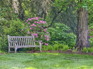 Park Bench Prints: Hydrangea shrub and park bench