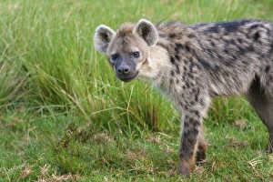 Carnivora Prints: Hyena, Aberdare National Park, Kenya