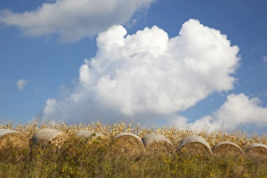 Images Dated 13th October 2011: IA, Jackson County, Hay bales and corn