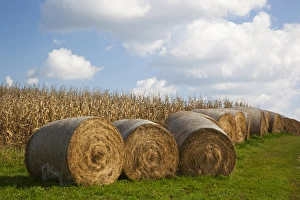 Jackson County Prints: IA, Jackson County, Hay bales and corn