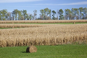 Jackson County Prints: IA, Jackson County, Hay bales and cornfield
