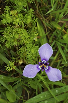 Images Dated 21st October 2013: Ibera Marshes, Tres puntas, Iridaceae