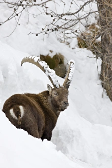 Snowy Prints: Ibex (Capra ibex) in fresh deep snow, face and horn covered with snow