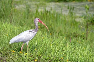 Wading Prints: Ibis