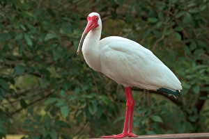 Looking At Camera Prints: Ibis