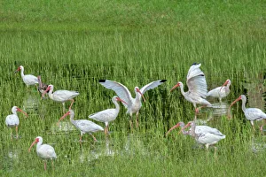 Mature Prints: Ibis wading