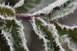 Images Dated 30th July 2007: Ice crystals during an autumn frost, Jasper National Park, Jasper Canada