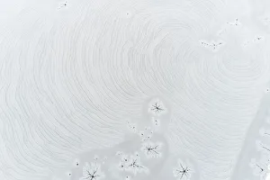 Ice formation on wetland, Marion County, Illinois