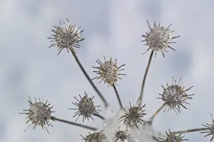Images Dated 12th January 2011: Ice pattern on plant in winter, Great Smoky Mountains National Park, North Carolina