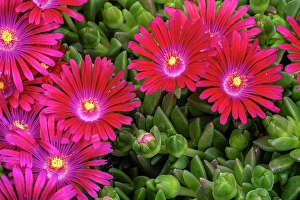 Lee Klopfer Prints: Ice plant