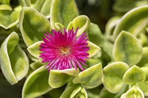 Succulent Prints: Ice Plant, flowering succulent